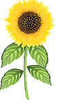 2016 08 17 SUNFLOWER