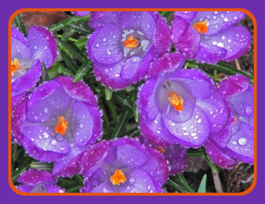 2021 04 07 CROCUS in RAIN