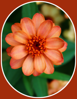 2021 07 07 little flower 1
