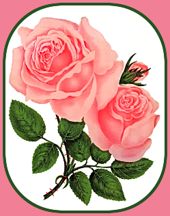 2023 06 21 PINK ROSES 1