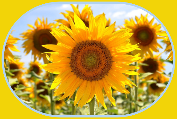 2023 08 16 sunflower 1