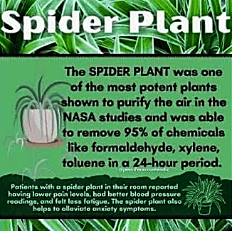 2023 08 23 spider plant trivia