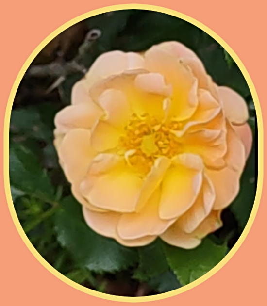 2024 06 05 Our Sunset rose