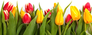2025 04 09 tulips