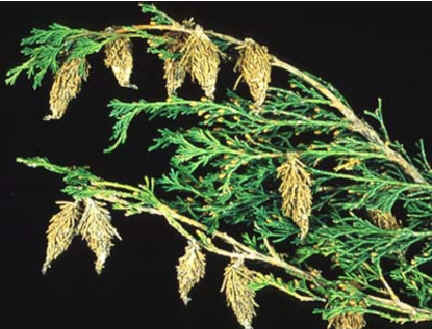 Bagworms