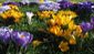 CROCUS