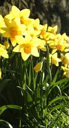 Daffodils-1