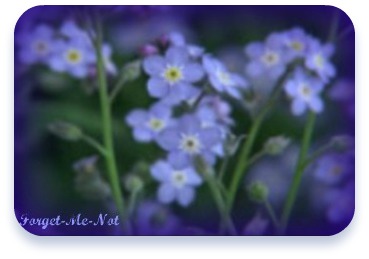 Forget-Me-Not_flowers.jpg_1