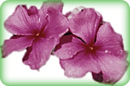 PINK_FLOWERS