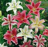 STARGAZER_LILIES