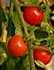 TOMATOES-1