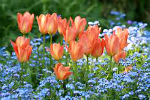flowers 1