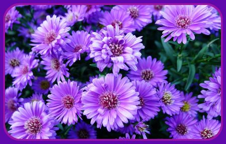 purple mum