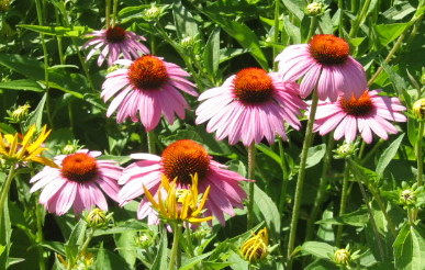 summer_flowers-1