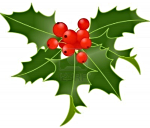 2022 11 23 holly leaves berries 1