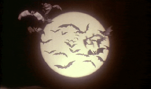 2018 10 31 bats