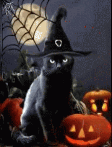 2024 10 30 cat jack 0 lantern bats