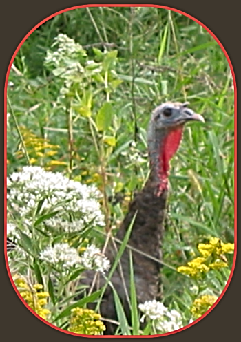 2025 11 26 turkey 1