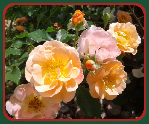 2018 09 12 Roses
