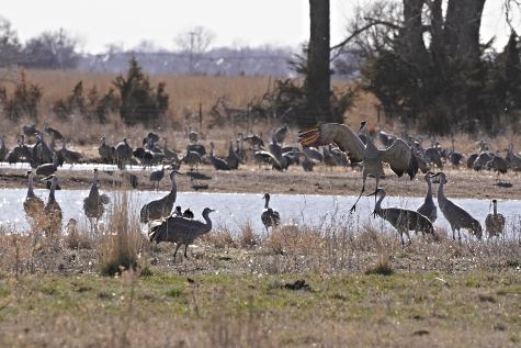2021 03 24 CRANES 1