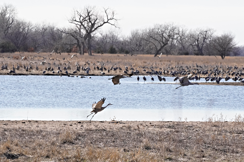 2021 03 24 CRANES 2