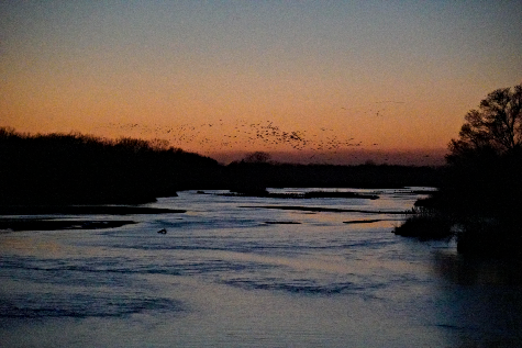 2021 03 24 CRANES 3