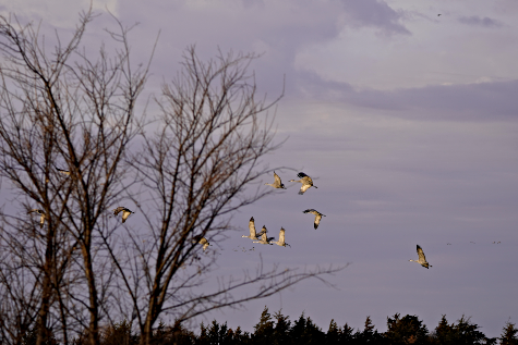 2021 03 24 CRANES 5