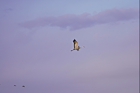 2021 03 24 CRANES 6