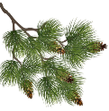 EVERGREEN BRANCH l