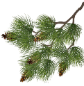 EVERGREEN BRANCH r