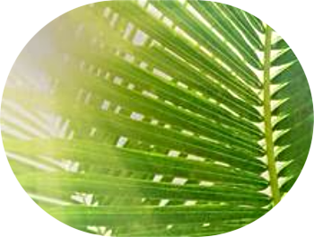 palm frond