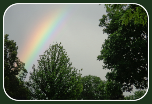 2020 05 27 rainbow through trees
