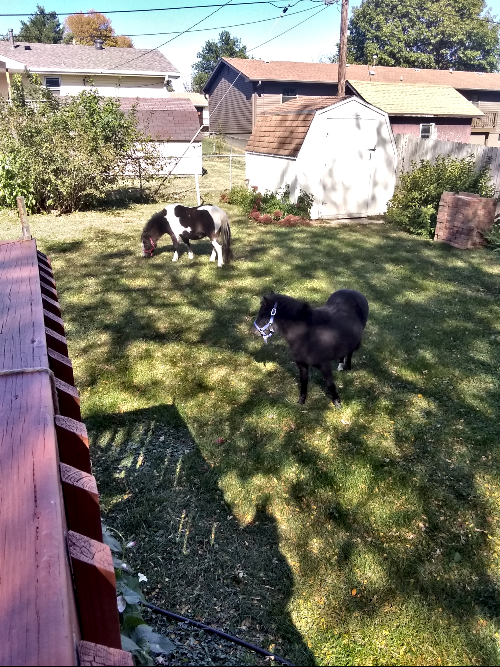 2020 10 14 Blackie and Cutie 5
