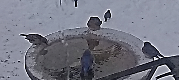 2021 02 12 Bluebirds 3 101055156