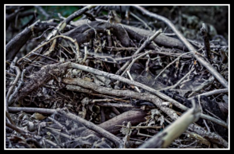 2022 04 20 brush pile 1