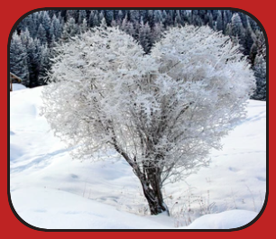 2024 02 14 valentine snow tree 1