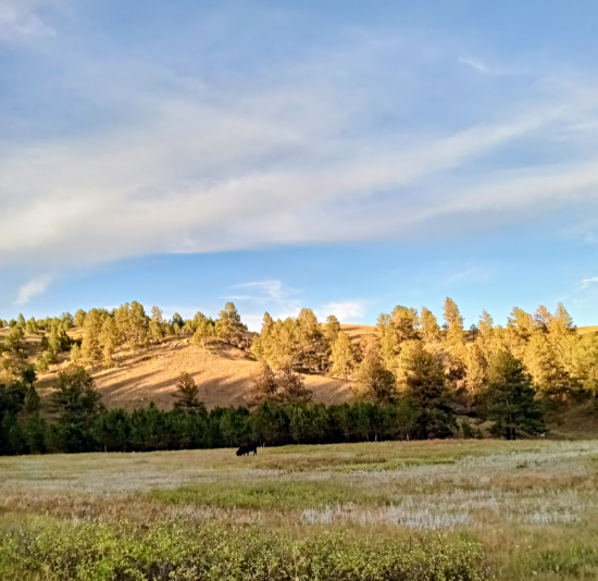 2025 09 30 grazing buffalo