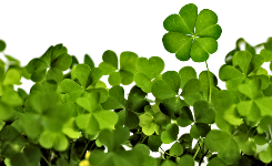 clover l