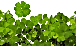 clover l 1