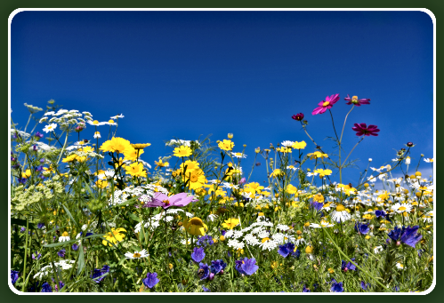 colorful wildflowers