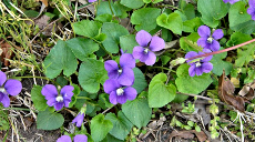 wild violets l 1