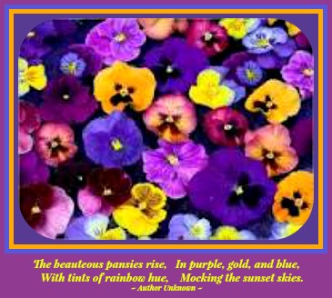 2015-03-25 QUOTE_pansies