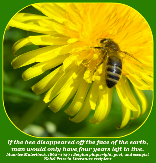 2017 07 19 Bee quote