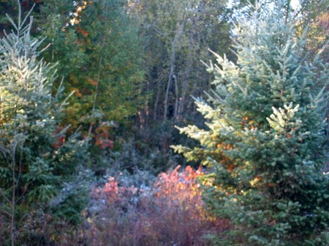 2009_October_in_New_York_008