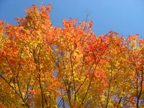 2009_October_in_New_York_107