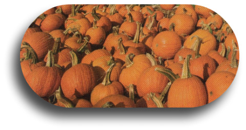 10-2010_pumpkins