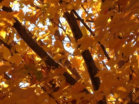 11-05-2010_Fall_leaves_035