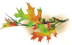 2012-09-19 Autumn_Leaves