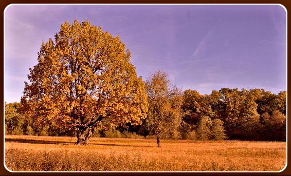 2020 10 28 gold autumn tree