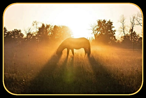 2022 09 14 horse in sunlight 1